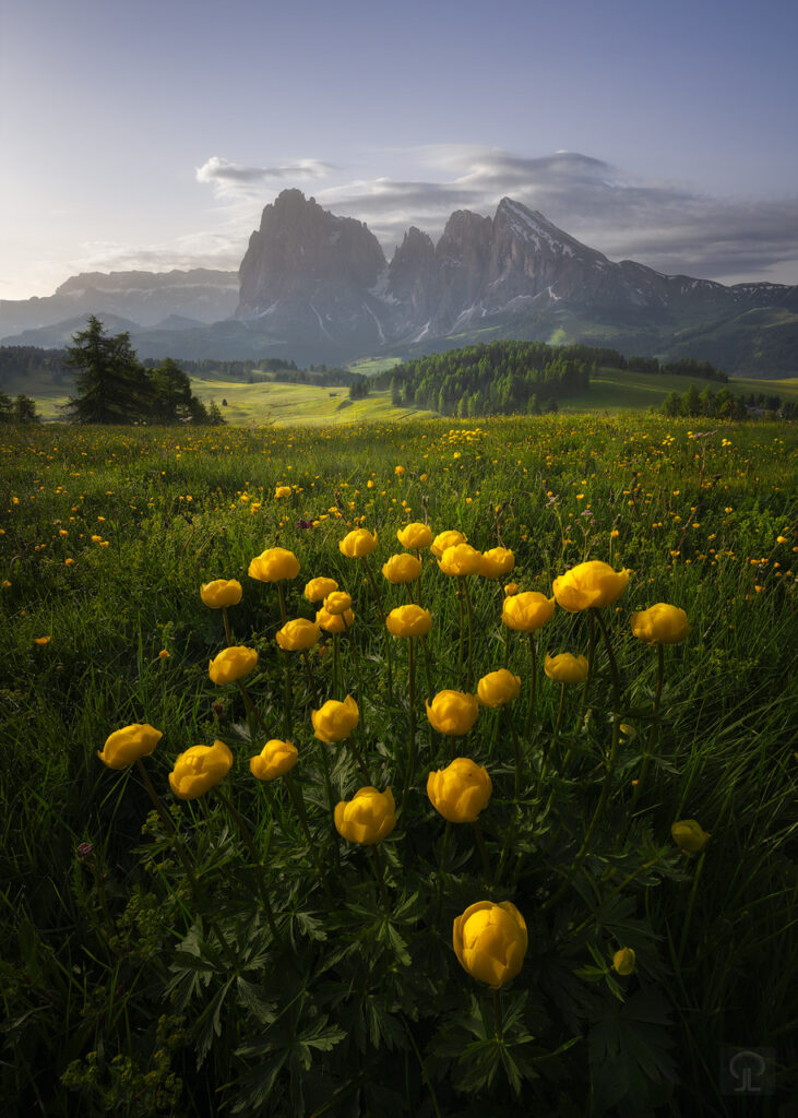 GLOBEFLOWERS