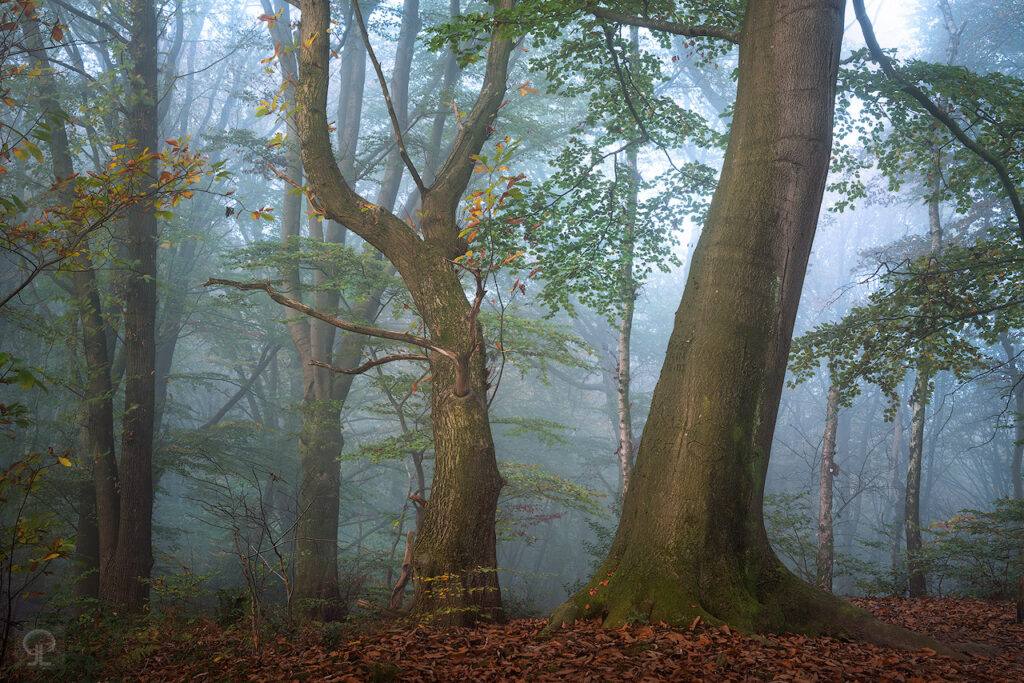 NATURA MORTA